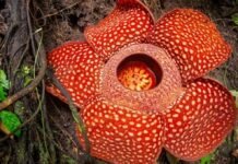 AYO LINDUNGI BUNGA RAFLESIA YANG SUDAH TERANCAM PUNAH