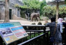 Wamenpar Pastikan Taman Margasatwa Ragunan Beri Layanan Prima Saat Libur Nataru