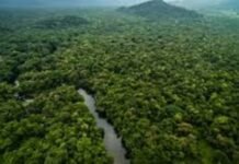 Indonesia Bisa Tiru Brazil Jika ingin Kelola Hutan
