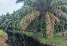 Jutaan Hektar Kebun Sawit Rampasan ‘Diputihkan’ Demi BUMN