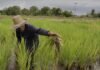 Kementan Alokasikan AUTP untuk 100 Ribu Hektare, Lindungi Petani Hadapi El Nino