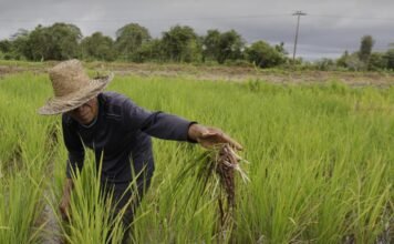 Kementan Alokasikan AUTP untuk 100 Ribu Hektare, Lindungi Petani Hadapi El Nino